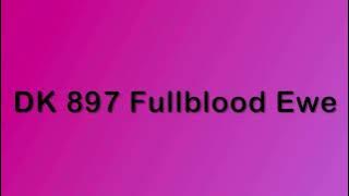 DK 897, Fullblood Fall Ewe lamb, Type 5