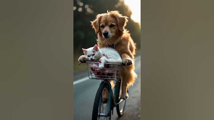 Incredible Moment: Dog Comes to the Rescue of Injured Kitten #rescueefforts #shortsfeed #virelshorts