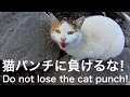 猫パンチに負けるな！ Go! Go! KENTANTAI