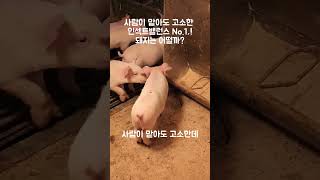 돼지는 사람보다 100배 뛰어난 후각을 가지고 있다는 사실! #인섹트밸런스 No.1 #돼지농장 #돼지 #라이신 #아미노산제 #돼지사료 #사료첨가제 #사료비절감 #사료효율