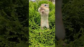 Top Bunk Chipmunk: The Friendliest Chipmunk Around