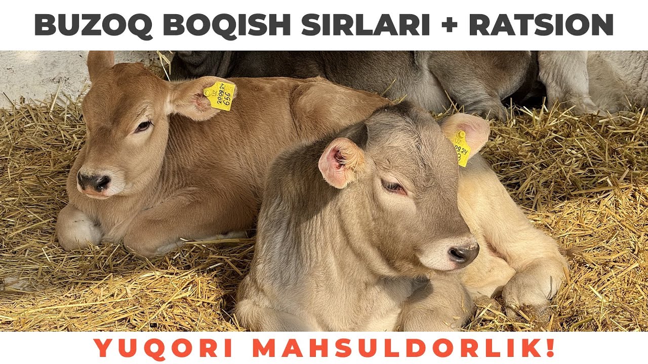 BUZOQ BOQISHda MASTERCLASS, UDAR RATSION #idealagrar #simmental #usbekistan #ozuqa