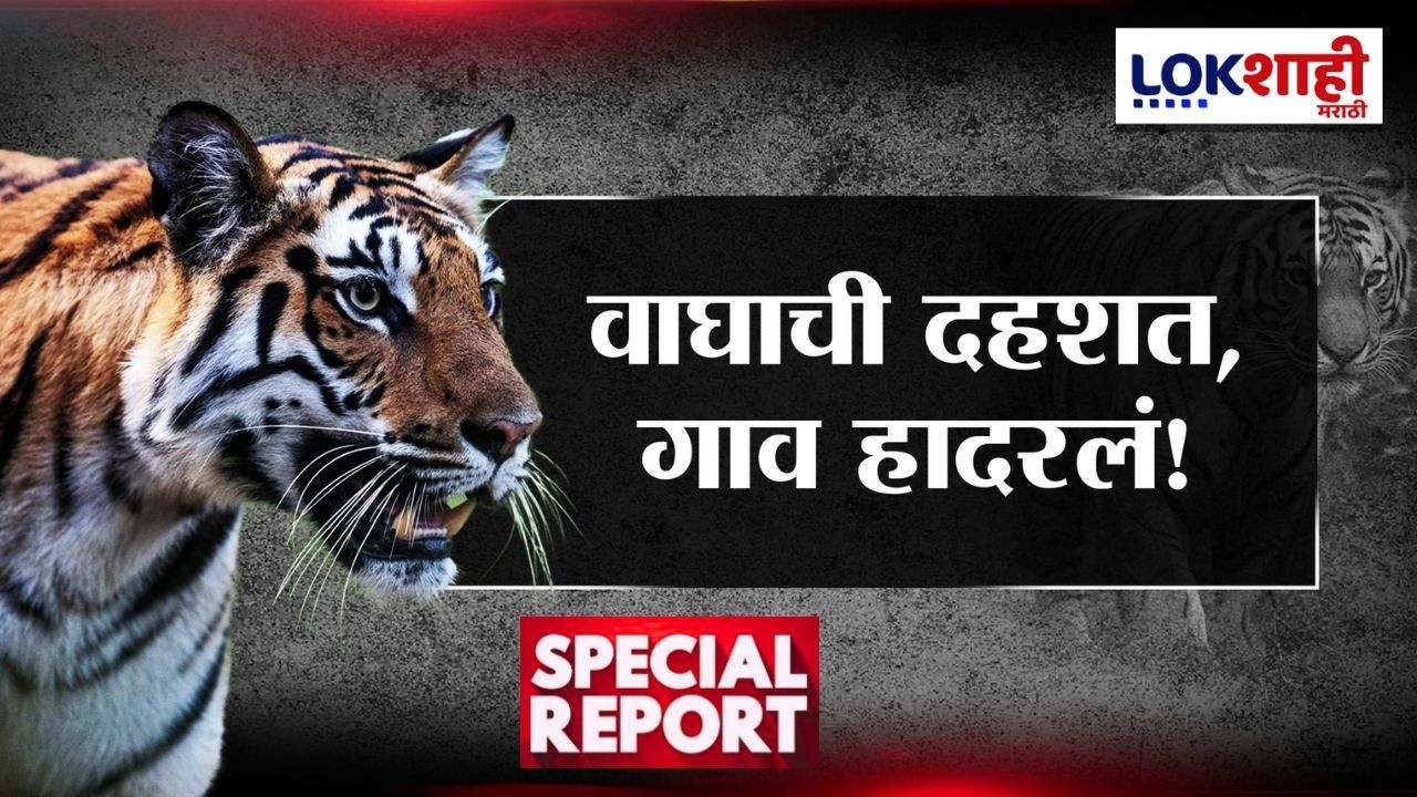 Lokshahi Marathi Special Report | भंडाऱ्यात वाघाचा जीवघेणा थरार! गाव हादरलं