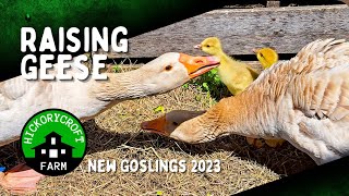 Raising Geese: New Goslings 2023 (American Buff Geese)