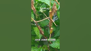 6 Bahan Aktif Paling Ampuh Atasi Busuk Batang Cabe! Cek Yuk!!