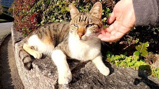 白内障の猫にフェイスマッサージをしたらウットリしてくれた