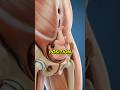 What Is Breech Presentation? 3D Animation Explains Fetal Position &amp; Delivery Risks 🤰 #Health #Shorts