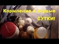 Кормление и пропой цыплят в первые сутки жизни