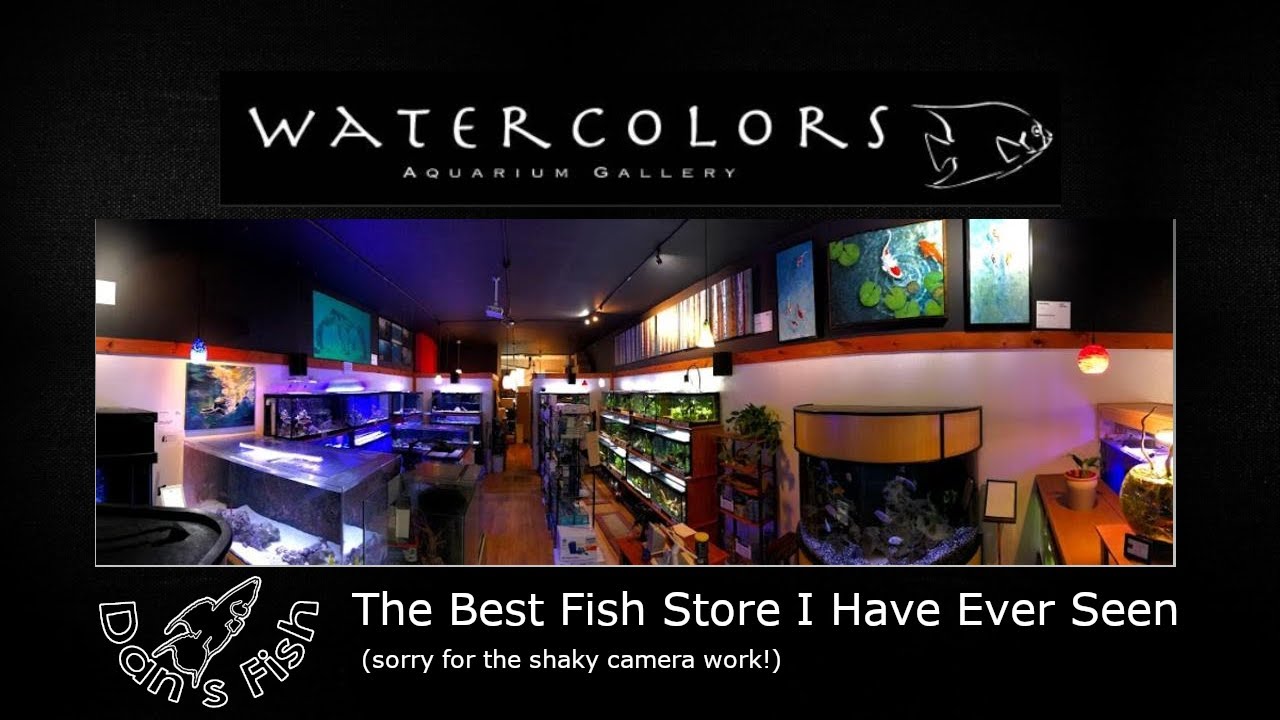 The BEST Fish Store I Have Ever Seen YouTube The BEST Fish Store I Have Ever Seen YouTube