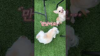 주말 애견동반 당일치기 글램핑! (찌기대기,가평 스윗피크닉 ㅎ)