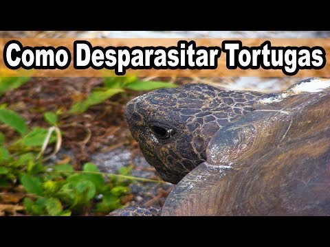 Como Desparasitar Tortugas