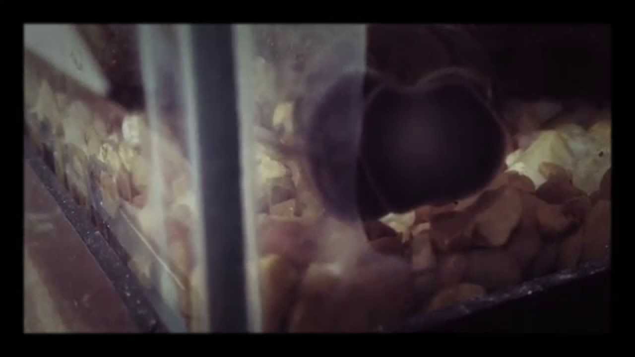 camera iphone 8 plus apk Mystery snail Eating
