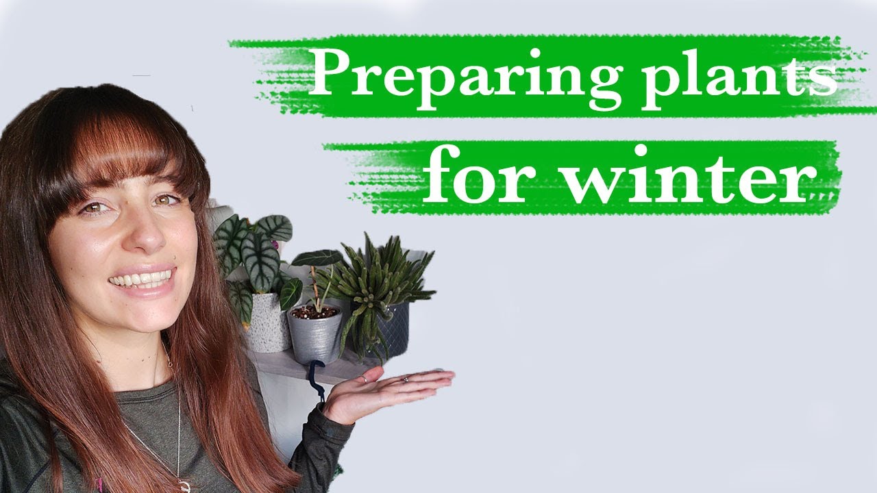 How to look after your plants in winter | Houseplants | According To Jess