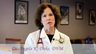 Welcome to Duke Animal Hospital