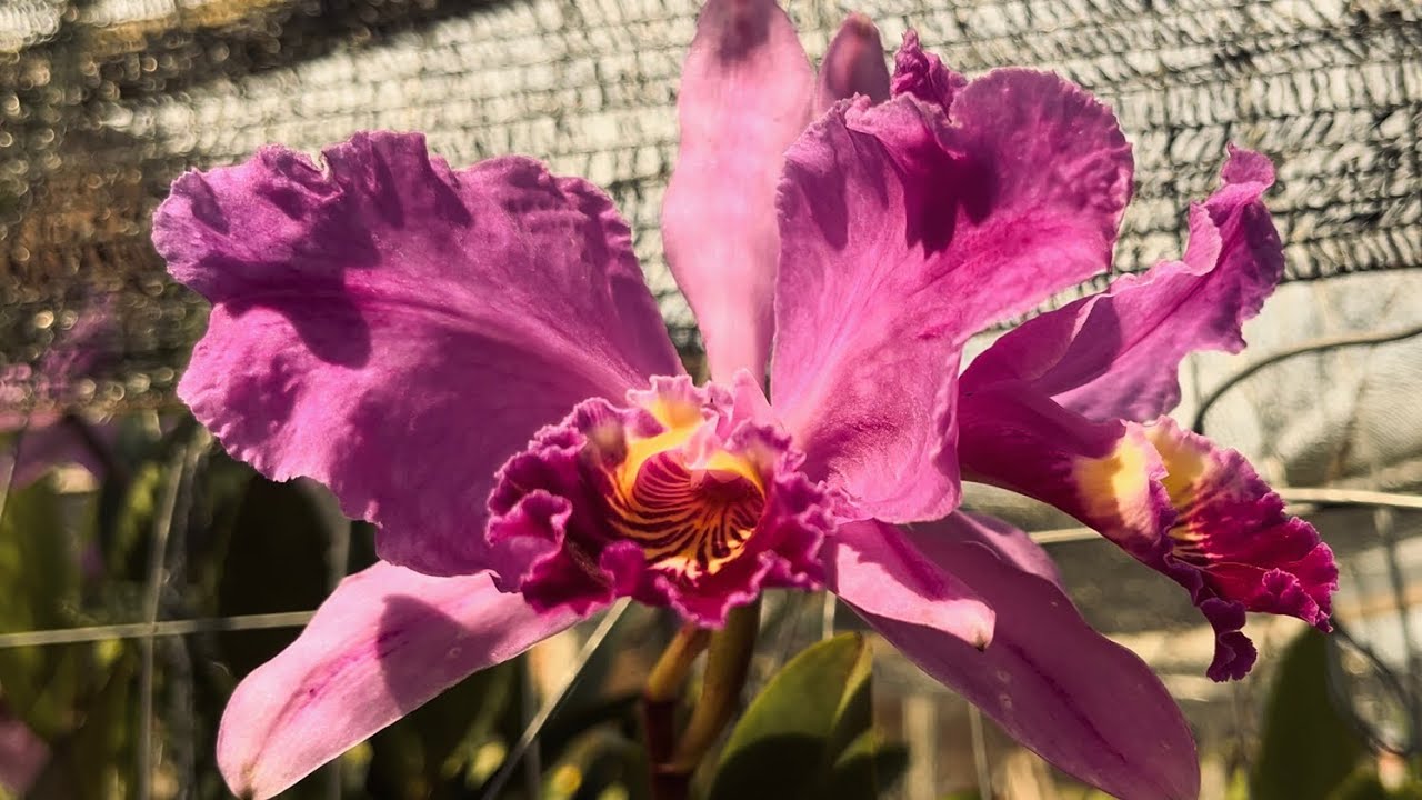 TOUR PELO ORQUIDÁRIO COM BELAS FLORAÇÕES DE ORQUÍDEAS!! #explore 