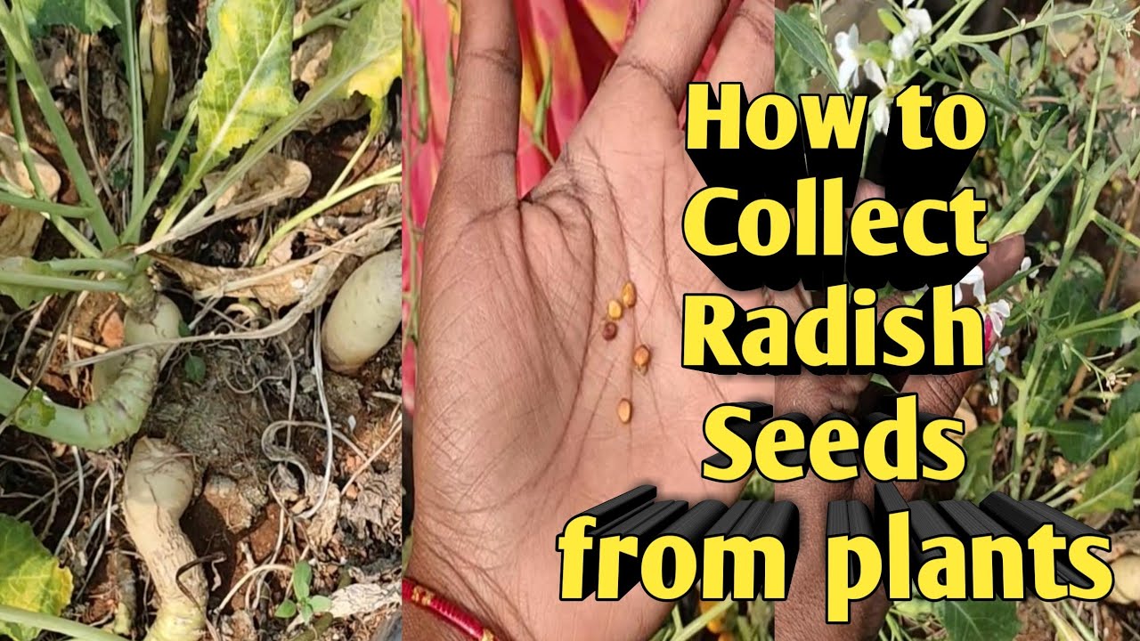 How to Collect radish seeds from plant How to grow radish soil mix