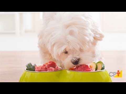 Clique e veja o vídeo Curso Online Alimentação Natural para Cães e Gatos