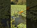 big fish video #fish #video #reels #like