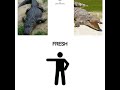 Difference between an Alligator and a Crocodile #wildlife #crocodile #alligator #difference