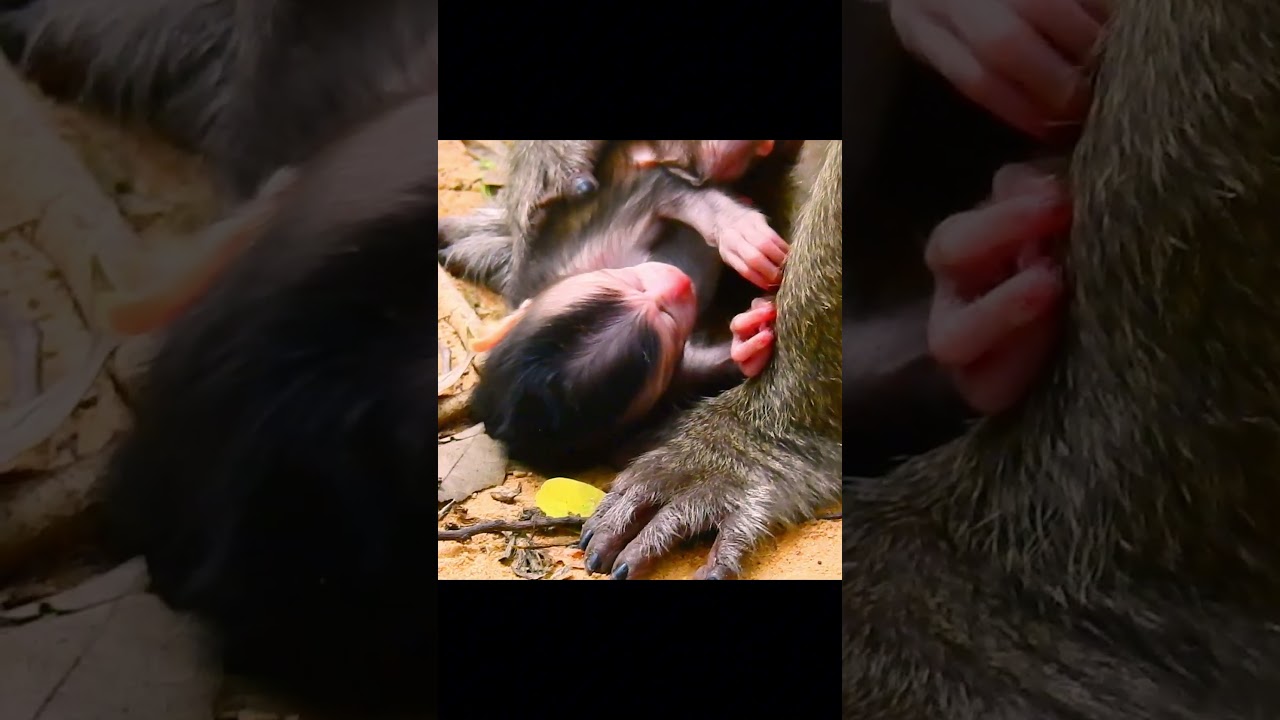 Congratulation! Newborn baby monkey!! 