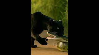 Crazy leopard attack python| Elep This #youtubeshorts #shorts #animals Profile