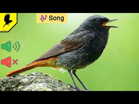 Как поёт горихвостка чернушка? How he sings redstart blackie / Phoenicurus ochruros