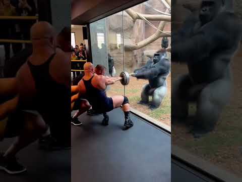 THEY TEAM UP AGAINST A GORILLA THEN GET DESTROYED IN SECONDS