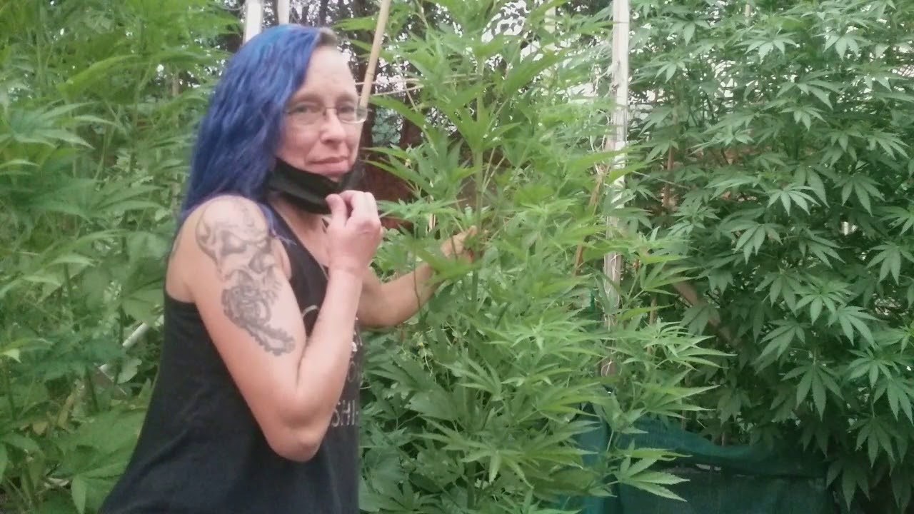 White Widow & Harle-tsu they love the smoke