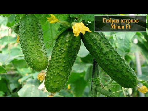 Гибрид огурца Маша F1
