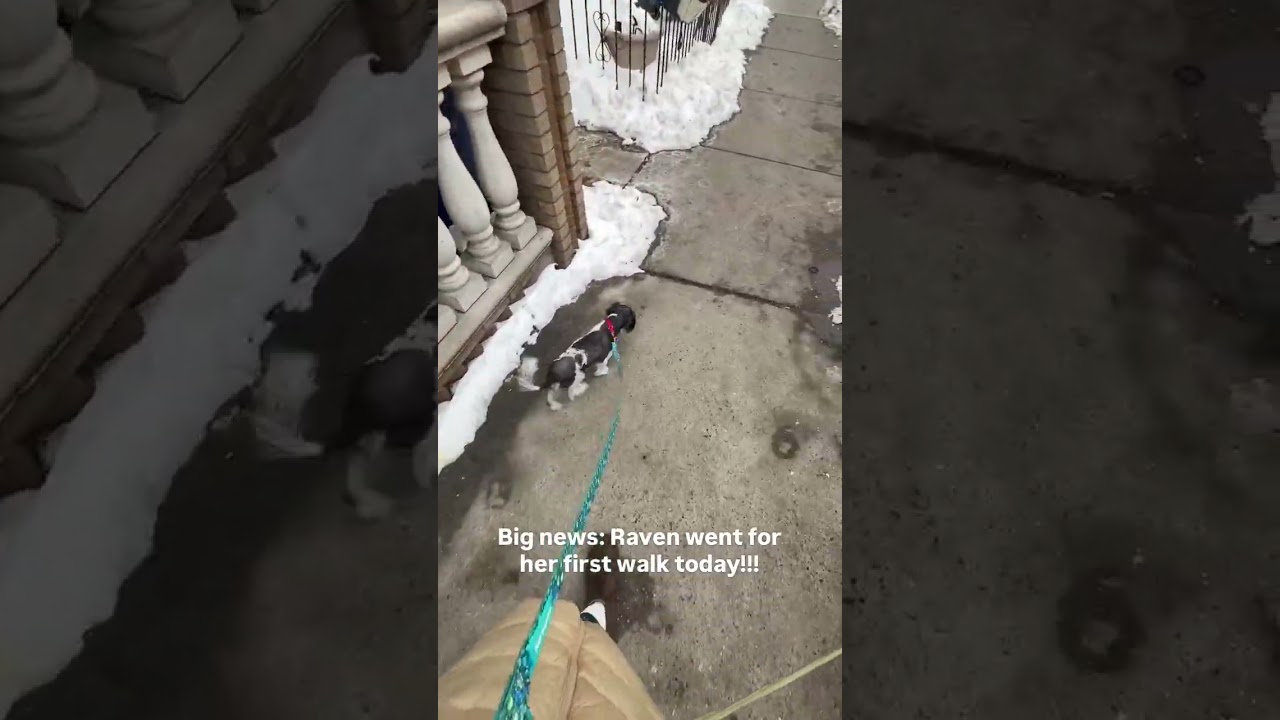 Raven’s First Walk Ever 🐶❄️ Big Milestone 