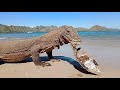 four Komodo dragons eat one turtle on the beach