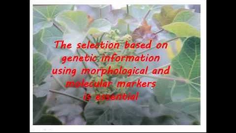 jatropha and use of ISSR to study its genetic diversity.