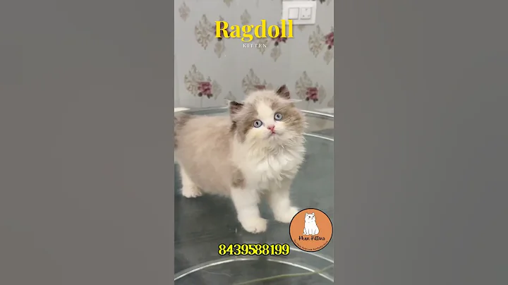 Watch the video about Ragdoll Kitten in India 🐾 | Blue-Eyed Beauty from Khan_Kittens 💙 | Fluffy & Friendly