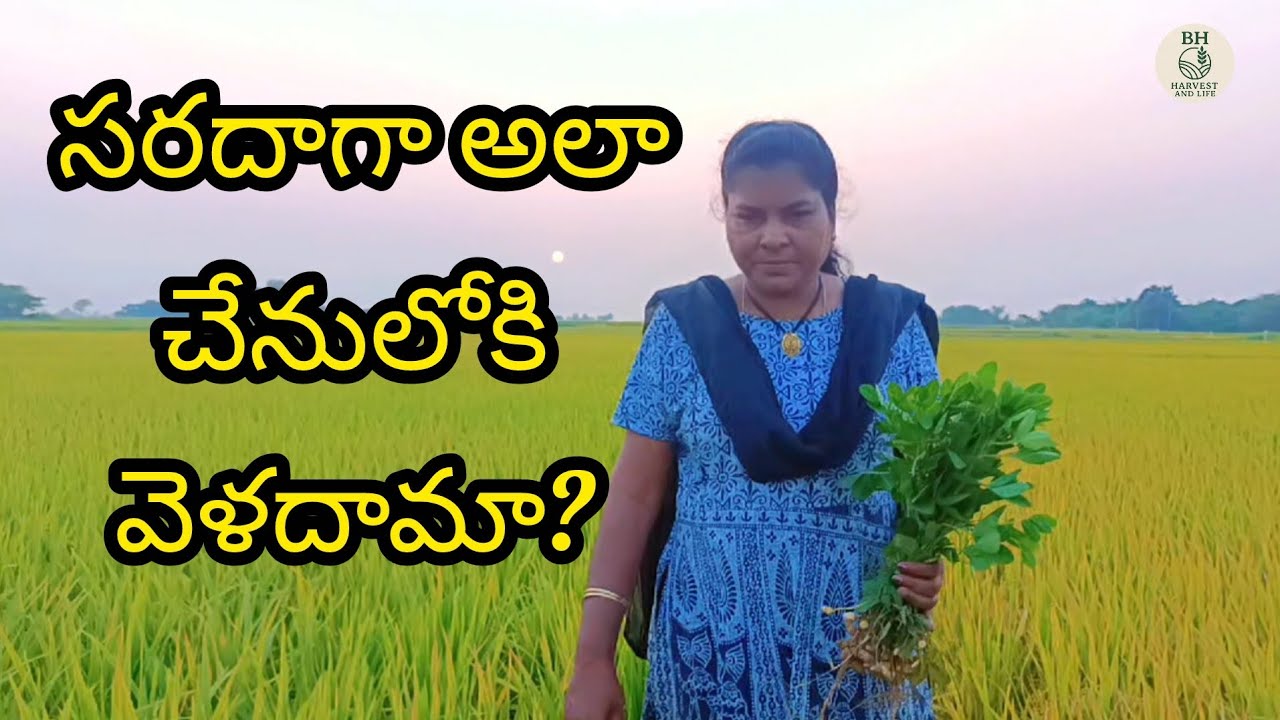 సరదాగా అలా చేనులోకి వెళదామా?