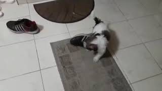 VID 20170305 WA0009