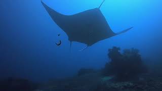 Raja Ampat Diving CH-04 - Dec 2018