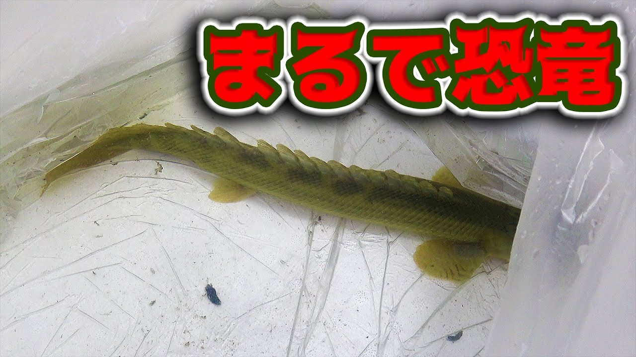 ガーよりでかい古代魚が3匹も来た Youtube