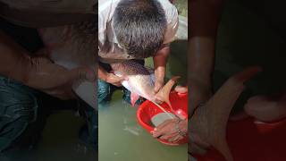 Village Fish Egg Collection🐟 #shorts
