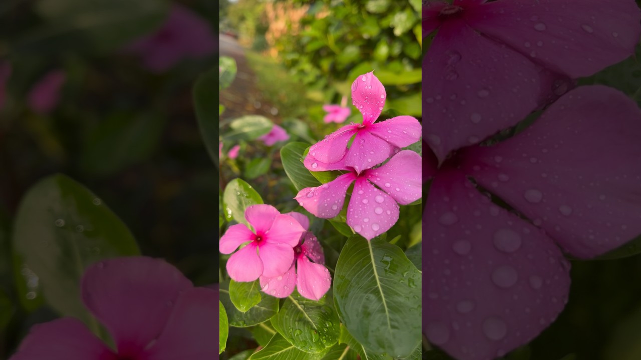 The beauty of raindrops! 