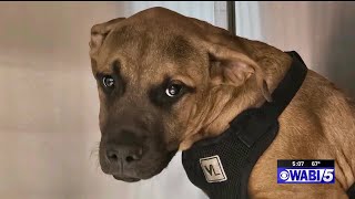 Waterville animal shelter needs help with surrendered puppy's medical treatment