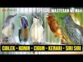 SPECIAL MASTERAN BURUNG KECIL CIBLEK KRISTAL - SIRI SIRI - KENARI - CIBLEK GUNUNG - KONIN