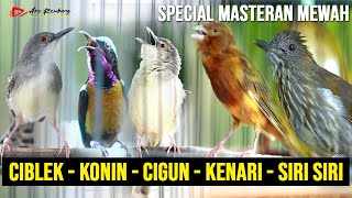 Special Masteran Burung Kecil Ciblek Kristal - Siri Siri - Kenari - Ciblek Gunung - Konin