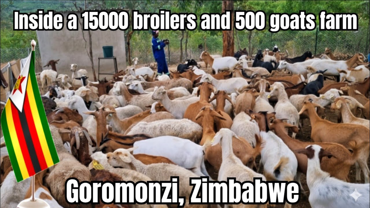 Меньше гектара: как он справляется с 15 000 бройлеров и более чем 500 козами на небольшом участке...