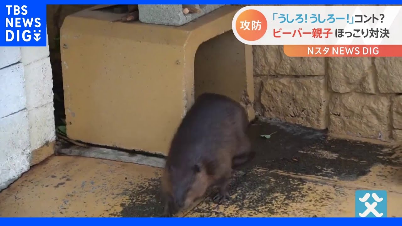 うしろ うしろーーー まるでコント ビーバー親子のおもしろ可愛い攻防 Tbs News Dig Youtube