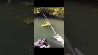 INSANE Fly Fishing Catch! Monster Fish Attack 😱🔥