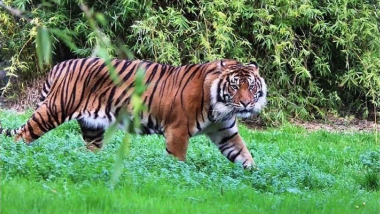 sumatrantiger the world's smallest tiger subspecies YouTube