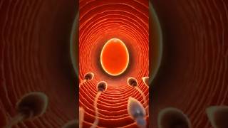 Human Fertilization Explained | Sperm Meets Egg 3D Medical CGI Animation