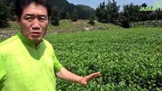 Aronia Jasimyusu+Oil+Baekduong, Control destination, 20150803