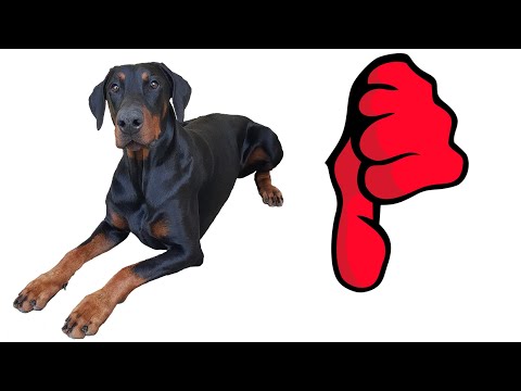 Video: Rottweiler: Pasmni Standardi In Osebnostne Lastnosti