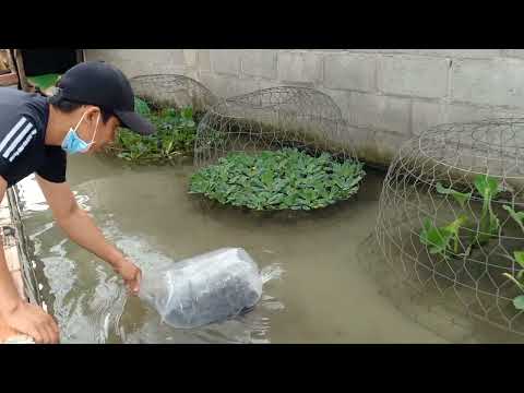 Video Mô hình nuôi vịt kết hợp cá trê phi giải trí liệu có... - youtube